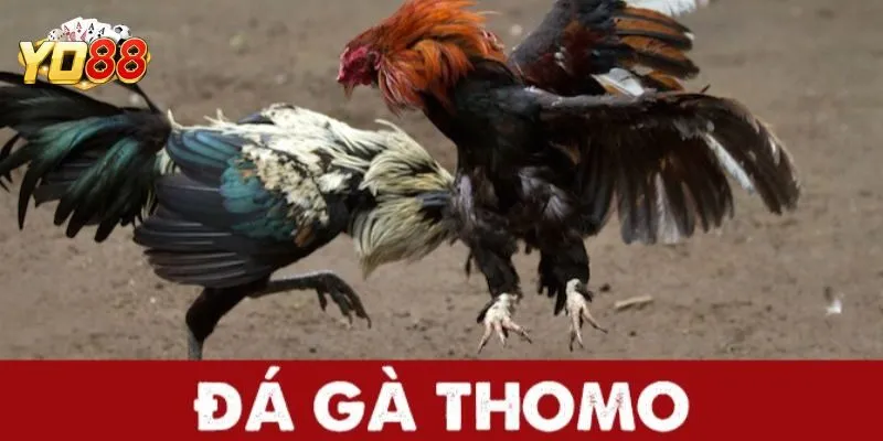 Đá gà Thomo là gì?