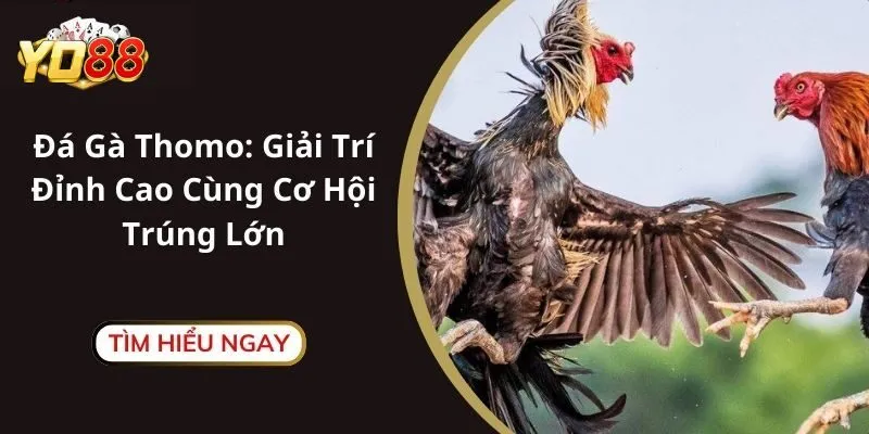 Những hình thức đá gà thomo hấp dẫn nhất