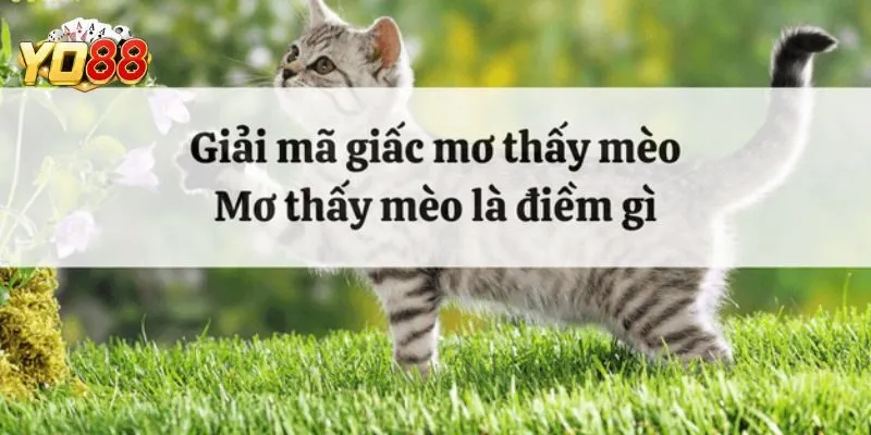 Giải mã chiêm bao thấy mèo