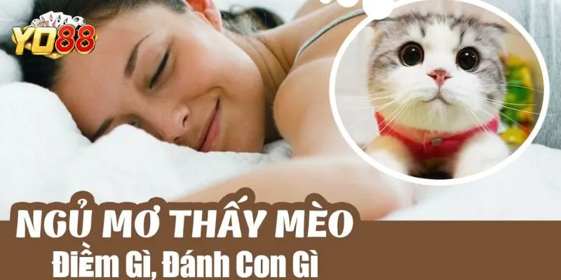 Những con số may mắn thông qua chiêm bao thấy mèo