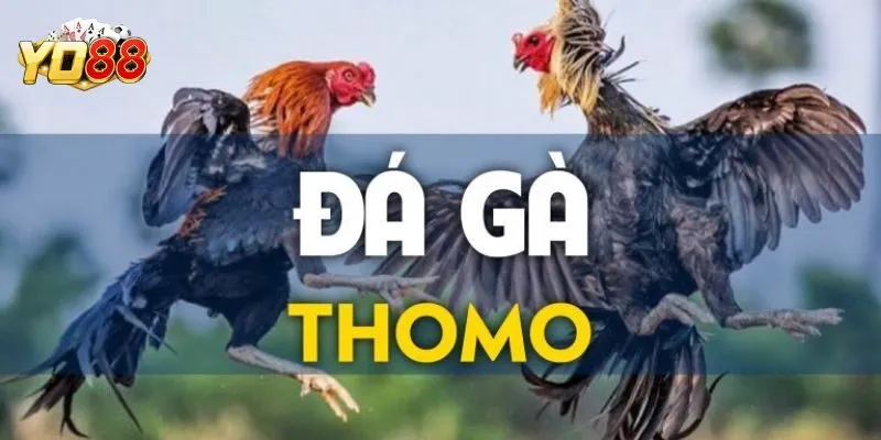 Đá Gà Thomo Là Gì? Hướng Dẫn Cách Chơi Chiến Kê Tại Yo88