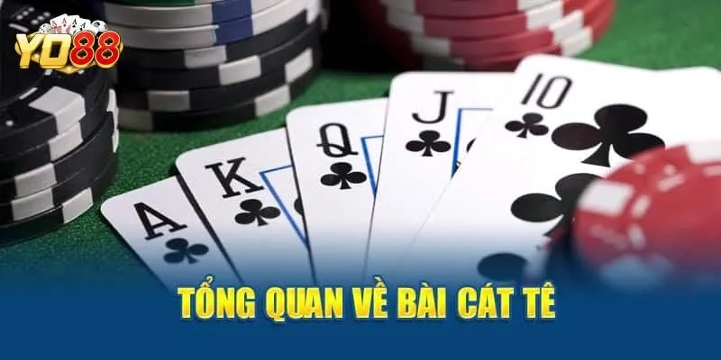 Giải đáp bài Catte là gì?