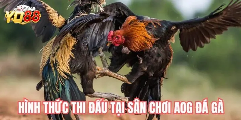 Một số hình thức đá gà chủ yếu tại AOG